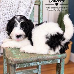 See You Soon Baboon - Tri-color male Bernedoodle puppy in Grove, Oklahoma from Guinn Family Farms