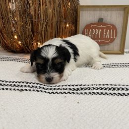 Parti - Yorkshire Terrier puppy in Elk Ridge, Utah from Janita's Yorkshire Terriers