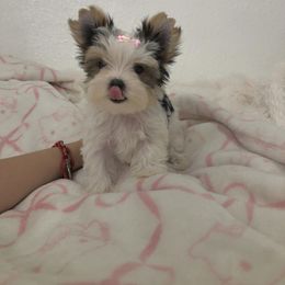 Pretty girl - Parti female Yorkshire Terrier puppy in Moreno Valley, California from Tinypartiyorkies
