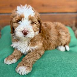 Ginny- pink collar girl - Red female Bernedoodle puppy in Colorado Springs, Colorado from Mercy Mountain Bernedoodles