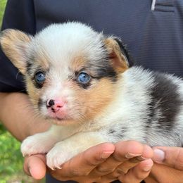 American Corgi and Pembroke Welsh Corgi Puppies from Grassy Lake Corgis