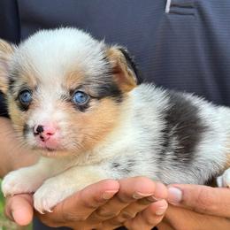 American Corgi and Pembroke Welsh Corgi Puppies from Grassy Lake Corgis