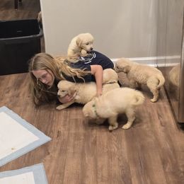 Golden Retriever Puppies from 255 Goldens