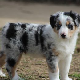 Cooper - Blue merle Australian Shepherd puppy in Granville, Ohio from River Trails Aussies