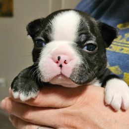 Boston Terrier Puppies from Little Daemons Boston Terriers