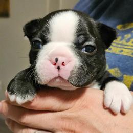 Boston Terrier Puppies from Little Daemons Boston Terriers