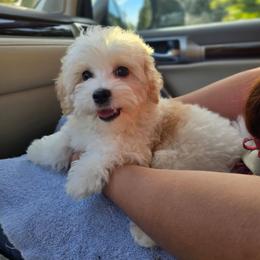 Katara- Maltipoo female - Parti female Poodle puppy in Washington from Mt.BakerPoodles&Doodles