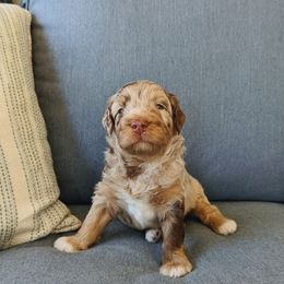 Aussiedoodle, Bernedoodle, and Cavapoo Puppies from SanTan Doodles