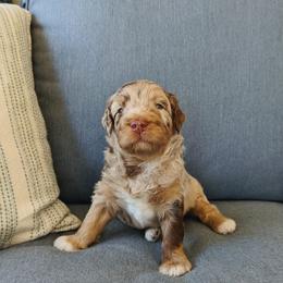 Aussiedoodle, Bernedoodle, and Cavapoo Puppies from SanTan Doodles