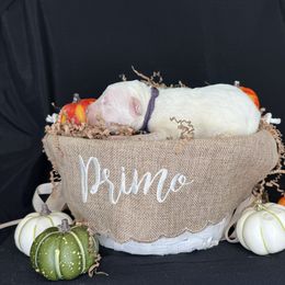 Purple - Dogo Argentino puppy from Primo Kennels