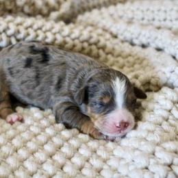 Asher - Blue merle male Bernedoodle puppy in Apple Creek, Ohio from Cuddle Paws