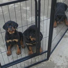 Rottweiler puppies from VON DER SENTINEL