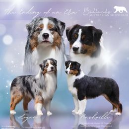 Australian Shepherd puppies from Badlands Australian Shepherds