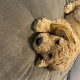 Goldendoodle Puppies from Jeanbeans Doodles