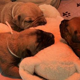 Boerboel Puppies from Southern Pride Boerboels