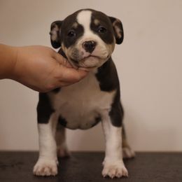 American Bully Puppies from Black Coal Bullies