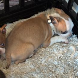 Masked Fawn Female, cream collar - Seal and white female Boston Terrier puppy in Mc Donough, Georgia from Ballard Boston Terriers