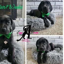 Cedar - Black Great Dane puppy in Longview, Texas from Lazy A Danes