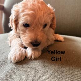 Yellow Girl - Cream female Goldendoodle puppy in Colorado Springs, Colorado from Pikes Peak Doodles