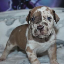 Great Danes from Aidens Great Danes
