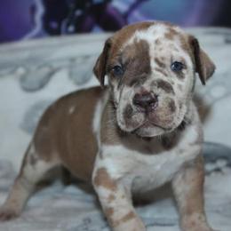 Great Danes from Aidens Great Danes