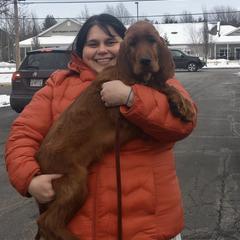 Irish Setter Puppies from Stomar Irish Setters