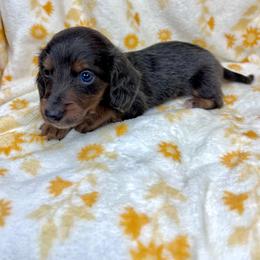 Ash - Blue and tan male Dachshund puppy in Tecumseh, Oklahoma from MoonBerry Miniature Dachshunds
