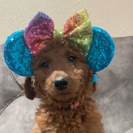Jewel - Red  Goldendoodle puppy in Harrisburg, Arkansas from Ransone’s Ridge Runners Poodles and Doodles