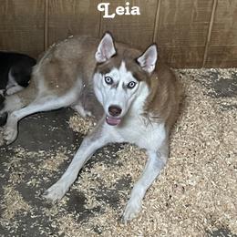 Leia - Siberian Husky