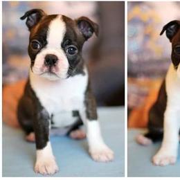 Boston Terrier Puppies from Sunwood Boston Terriers