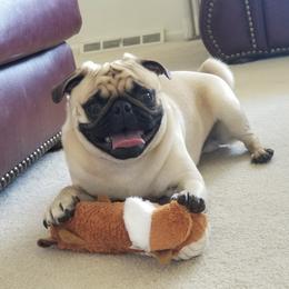 Pug All Grown Up from Double Dutch Pug Co.