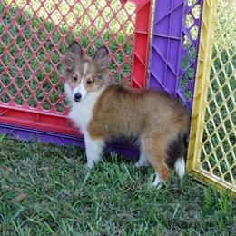 Rottweiler and Shetland Sheepdog Puppies from Mountain High Kennels