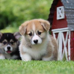 Bobbi - Red female Pembroke Welsh Corgi puppy in Pollock, Missouri from Northstar