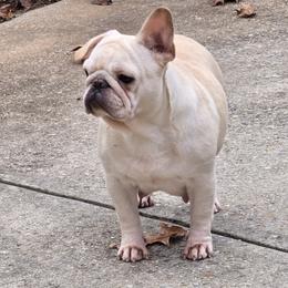 Paloma - Cream female French Bulldog puppy in Willow Spring, North Carolina from Alcide kennels