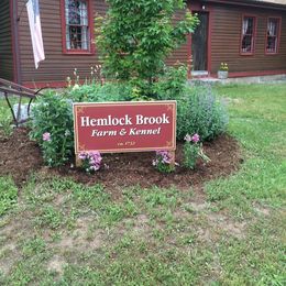 Australian Shepherd and Miniature American Shepherd All Grown Up from Hemlock Brook Farm and Kennels