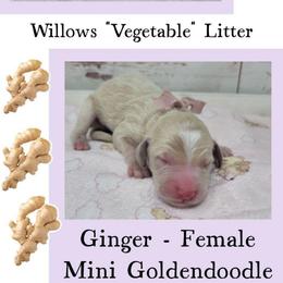 Ginger - Apricot female Goldendoodle puppy in Grabill, Indiana from Rose's Doodles