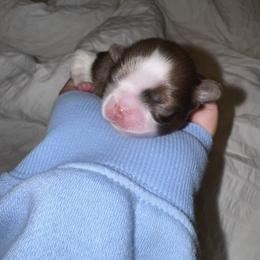 Rosie - Liver and white female Shih Tzu puppy in Riverside, California from It’s a Shih Tzu world