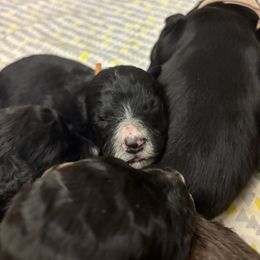 Phoenix - Black and white female Bernedoodle puppy in Phoenix, Arizona from Grandview Bernedoodles