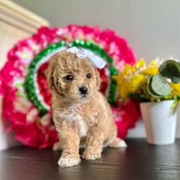 Ella - Apricot female Poodle puppy in Kentucky from Deerly Poodles