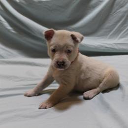 Snow White - Red speckled female Australian Cattle Dog puppy in Willamina, Oregon from Cherished Chihuahuas