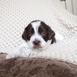 GUARDIAN HOME NEEDED - Brown and white female Cockapoo puppy in Savannah, Georgia from Vino and Vespa Doodles