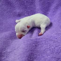 Penelope - White female West Highland White Terrier puppy in Toronto, Ohio from Shekinah’s Mi-Kis & Cricket Hill’s Westies
