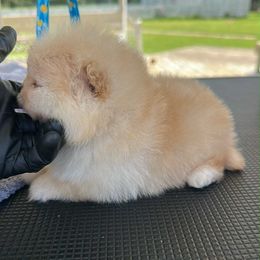 Pumpkin - Orange female Pomeranian puppy in Childersburg, Alabama from A Sample Of Gods Love Kennels