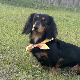 Dachshunds from A Little Dach of Love
