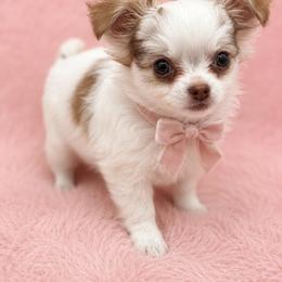 Posie - Chocolate and white female Chihuahua puppy in Smyrna, Georgia from GeorgiasChihuahuas