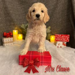 Bernedoodle, Goldendoodle, and Sheepadoodle Puppies from Golden-Doods and Company