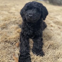 Goldendoodle Puppies from Golden Cuddle Pups