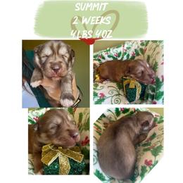 Summit - Red and white male Siberian Husky puppy in Florence, Kentucky from Moonlight Howl Huskies