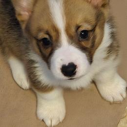 Tinkerbell - Sable female Pembroke Welsh Corgi puppy in Shelton, Washington from Gingersnap Pembroke Welsh Corgis