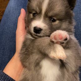 Pomsky Puppies from New Gaia Pomsky